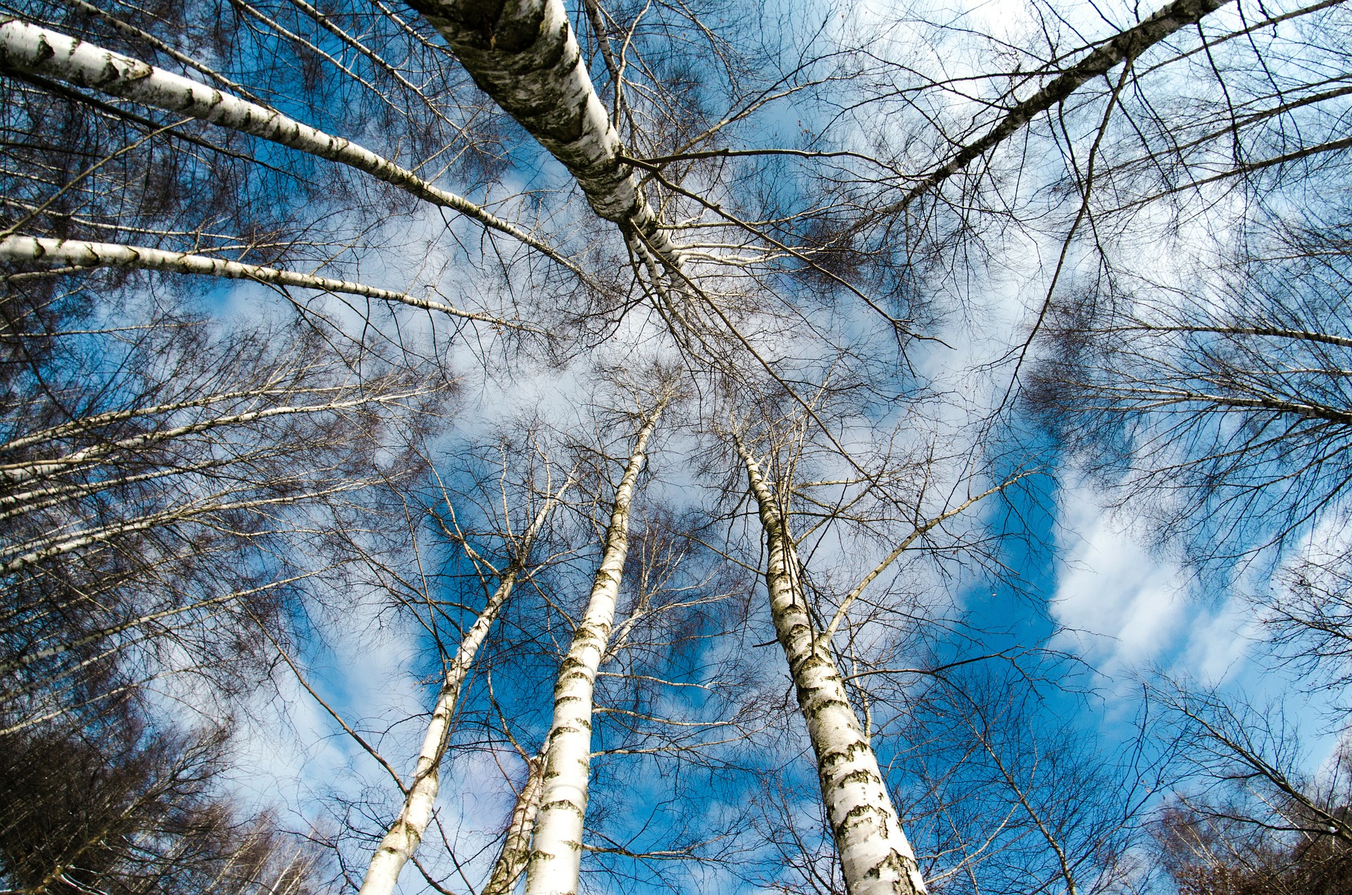 birch-trees-260838_1920